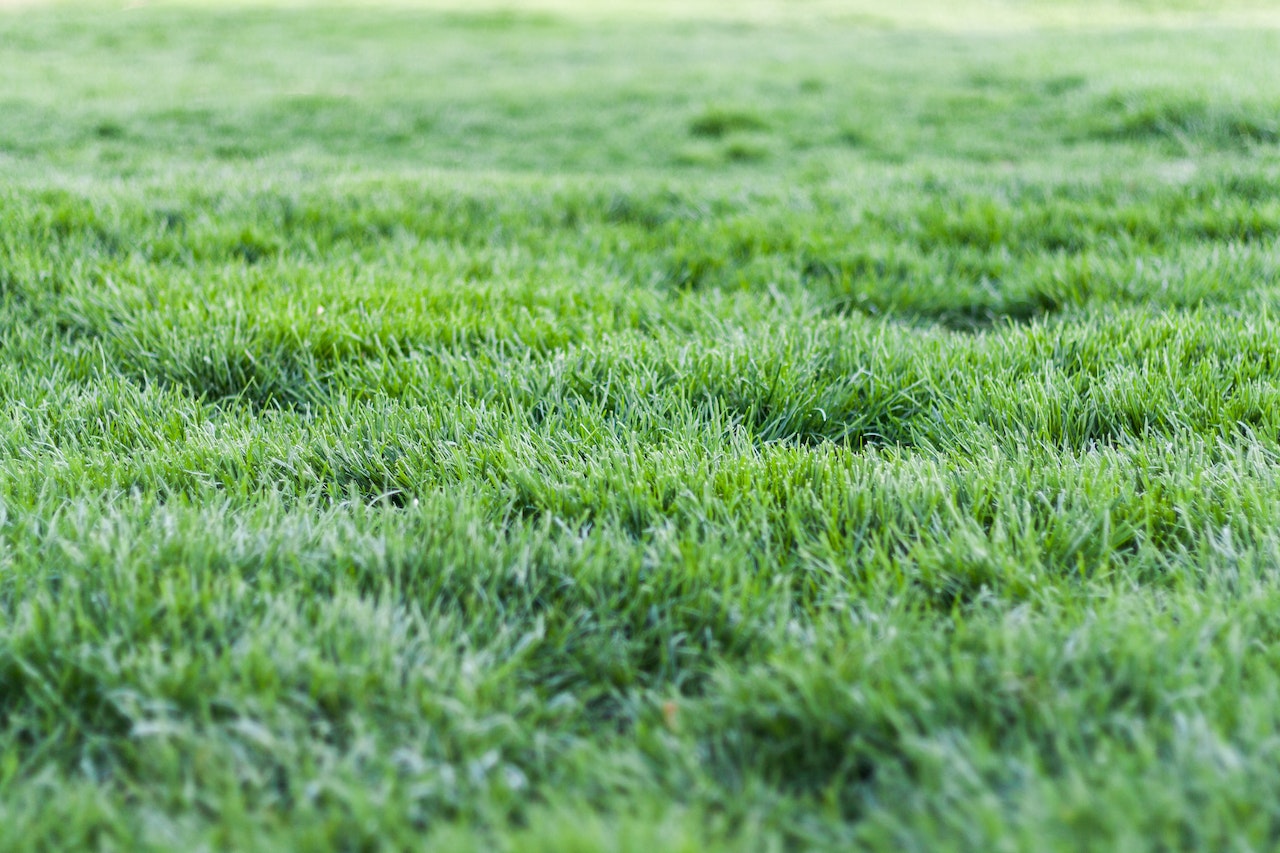 Feeding Your Grass Properly The Best Soils